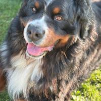 Bovaro del bernese disponibile per monte