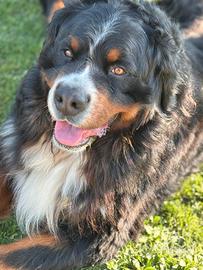 Bovaro del bernese disponibile per monte