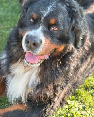 Bovaro del bernese disponibile per monte