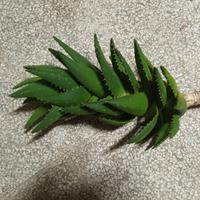 Pianta Aloe vera