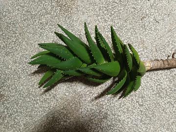 Pianta Aloe vera