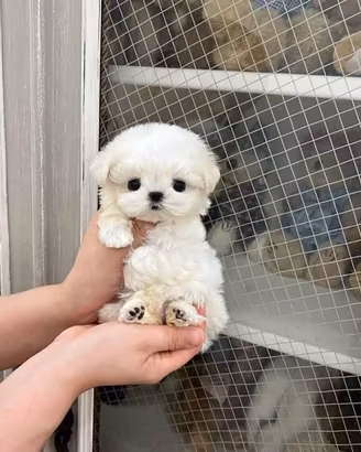 maltese toy