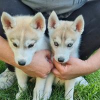 Siberian husky