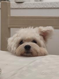 Maltese 2 anni femmina sterilizzata