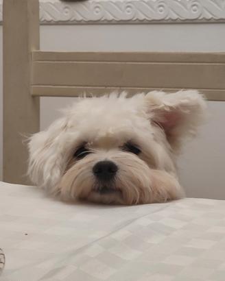 Maltese 2 anni femmina sterilizzata