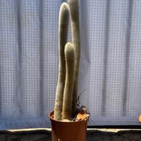 coppia cereus