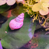 Thiara Winterei lumaca per acquario