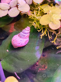 Thiara Winterei lumaca per acquario