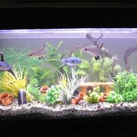 Acquario 120 cm + mobile in omaggio