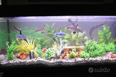 Acquario 120 cm + mobile in omaggio