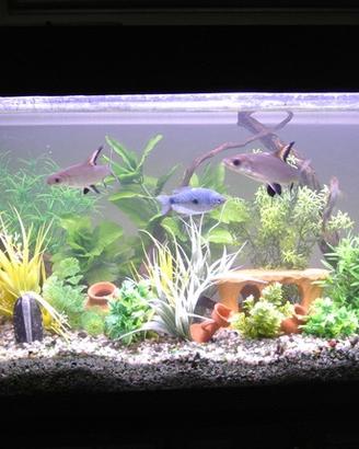 Acquario 120 cm + mobile in omaggio