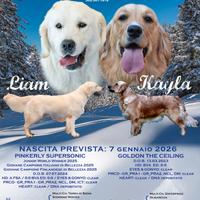 CUCCIOLI Golden Retriever