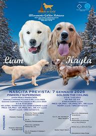 CUCCIOLI Golden Retriever