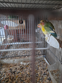 Inseparabili giovani