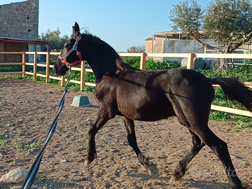 Cavallo frisone