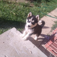 Cucciolo di Siberian Husky