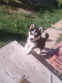 Cucciolo di Siberian Husky