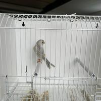 Agata opale giallo mosaico