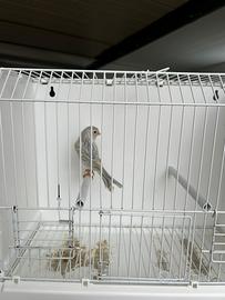 Agata opale giallo mosaico