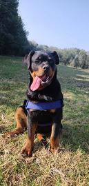 Adozione Rottweiler