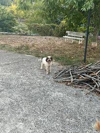 Lagotto romagnolo