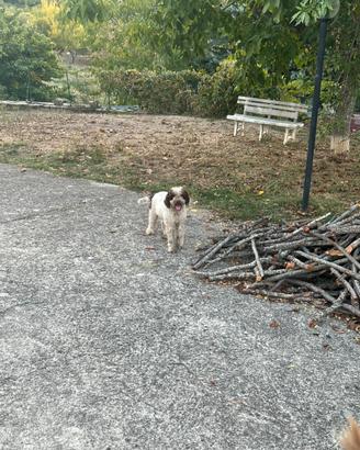 Lagotto romagnolo