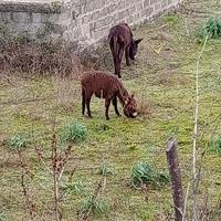 Animali
