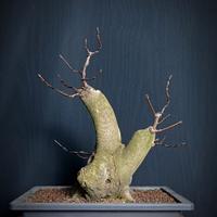 Acero opalo (Acer opalus)