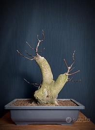 Acero opalo (Acer opalus)