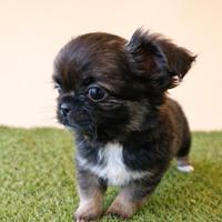 Chihuahua maschietto piccolo super bello