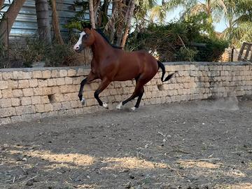 Cavalli Paint maschio con occhi ice