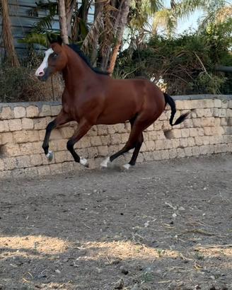 Cavalli Paint maschio con occhi ice