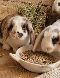 Cuccioli conigli nani arieti