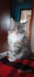 Cuccioli Maine Coon