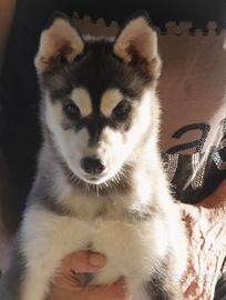 Husky pedigree