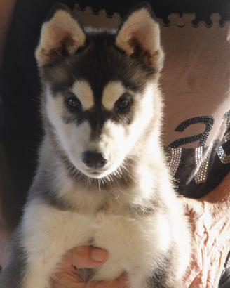 Husky pedigree