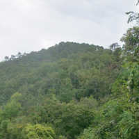 Terreno - Bosco Ceduo Classe 1 a Luni, Casano Alto