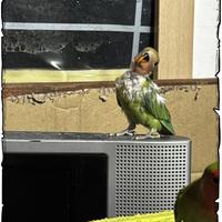 Pullo di Inseparabile