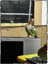 Pullo di Inseparabile