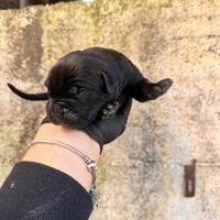 Vendita cuccioli di cane corso