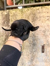 Vendita cuccioli di cane corso