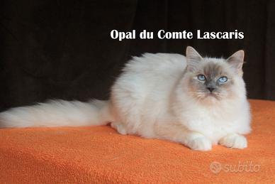 Opal, gattina razza ragdoll con peidgree