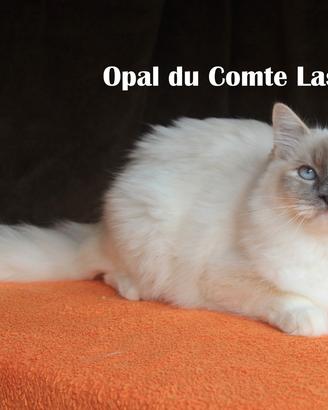 Opal, gattina razza ragdoll con peidgree