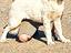 Immagine 1