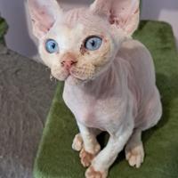 Devon rex maschietto