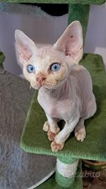 Devon rex maschietto