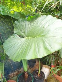 piante alocasia macrorrhiza 