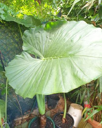 piante alocasia macrorrhiza 