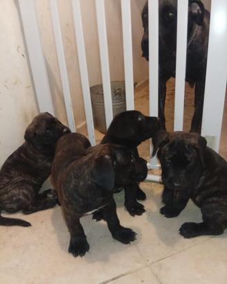 Presa canario
