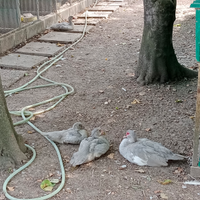 Anatre mute grigio perla